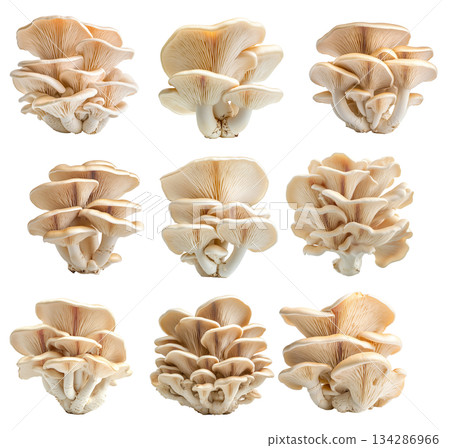 Set of Oyster mushroom showing its textured cap and stem isolated on a white background. 134286966