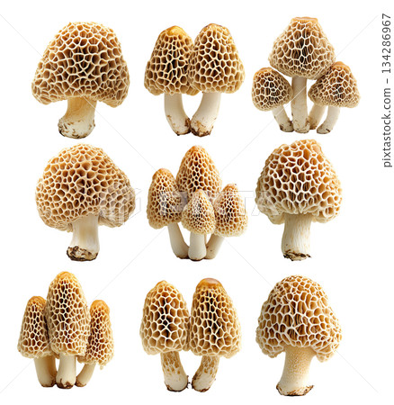 Set of Morel mushroom showing its textured cap and stem isolated on a white background. 134286967