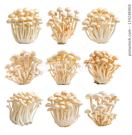 Set of White Enoki mushroom isolated on a white transparent background 134286968