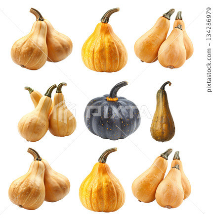 Butternut squash isolated on a white transparent background, great for autumn themes and decorations 134286979