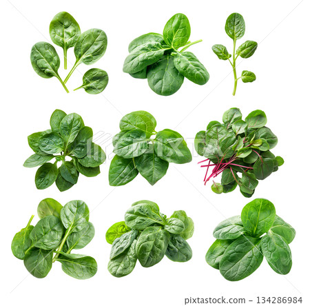 Vibrant baby spinach leaves isolated on a white background. Perfect for culinary use 134286984