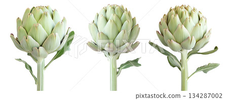Single fresh green artichoke with detailed texture isolated on white transparent background. Concept of healthy eating, organic food, and vegetarian diet Single fresh green artichoke with detailed texture isolated on white transparent background. Concept of healthy eating, organic food, and vegetarian diet 134287002