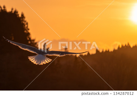 自由與成功的意象(海鳥(海鷗)在夕陽餘暉中飛翔,邊緣光線閃耀)留白,文字鋪展於夜空之上 自由與成功的意象(海鳥(海鷗)在夕陽餘暉中飛翔,邊緣光線閃耀)留白,文字鋪展於夜空之上 134287012