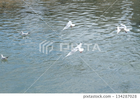 A black-headed gull flying near the Dankuri Bridge on the Kamo River A black-headed gull flying near the Dankuri Bridge on the Kamo River 134287028