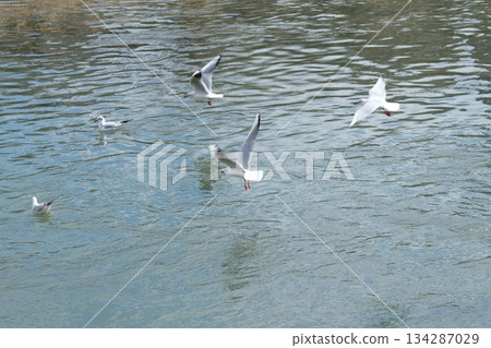 鴨川丹庫裡橋附近飛翔的紅嘴鷗 134287029