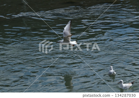 A black-headed gull flying near the Dankuri Bridge on the Kamo River A black-headed gull flying near the Dankuri Bridge on the Kamo River 134287030