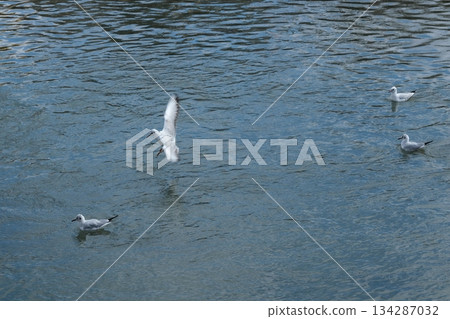 A black-headed gull flying near the Dankuri Bridge on the Kamo River A black-headed gull flying near the Dankuri Bridge on the Kamo River 134287032
