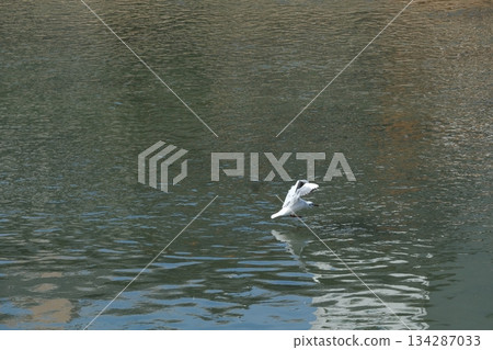 A black-headed gull flying near the Dankuri Bridge on the Kamo River A black-headed gull flying near the Dankuri Bridge on the Kamo River 134287033