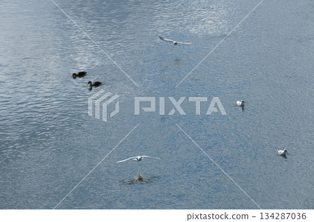 A black-headed gull flying near the Dankuri Bridge on the Kamo River A black-headed gull flying near the Dankuri Bridge on the Kamo River 134287036