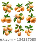 Set of sapodilla fruits with green leaves on branch, isolated on white transparent background for natural concept 134287085