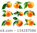 Fresh tangerine fruit with dew drops and green leaves isolated on white transparent background 134287086