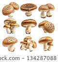 Set of Portobello mushroom showing its textured cap and stem isolated on a white background. 134287088