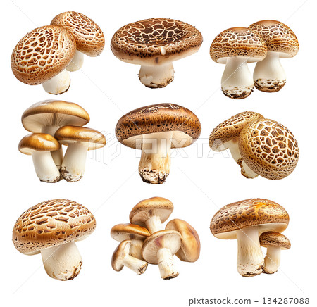 Set of Portobello mushroom showing its textured cap and stem isolated on a white background. Set of Portobello mushroom showing its textured cap and stem isolated on a white background. 134287088