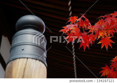 Jozenji Temple, main hall's spire and autumn leaves, Kuramaguchi-dori Teramachi Higashiiru, Kita-ku, Kyoto Jozenji Temple, main hall's spire and autumn leaves, Kuramaguchi-dori Teramachi Higashiiru, Kita-ku, Kyoto 134287121