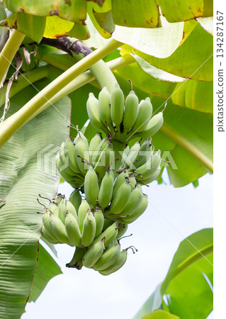 Green banana on banana tree 134287167