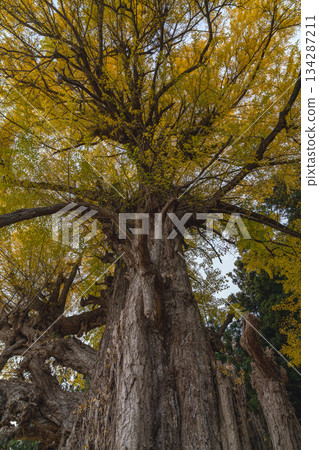宮城縣丸森町銀杏樹的黃葉 宮城縣丸森町銀杏樹的黃葉 134287211