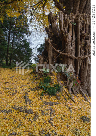 宮城縣丸森町銀杏樹的黃葉 宮城縣丸森町銀杏樹的黃葉 134287212