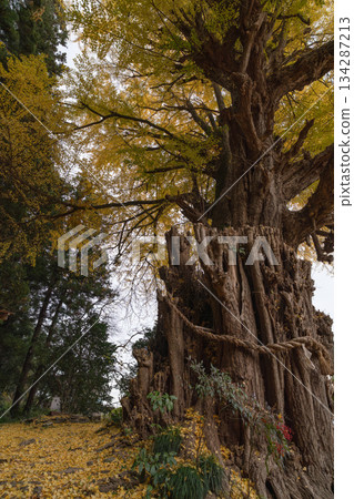 Yellow leaves of the ginkgo tree, Marumori, Miyagi Prefecture, Marumori Town Yellow leaves of the ginkgo tree, Marumori, Miyagi Prefecture, Marumori Town 134287213