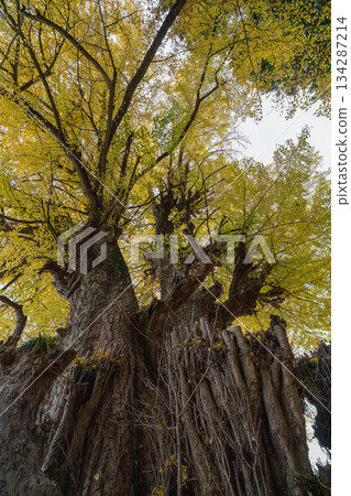 宮城縣丸森町銀杏樹的黃葉 134287214