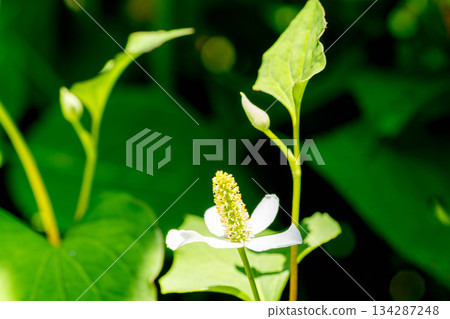 Early summer sunshine and Houttuynia cordata flowers 134287248