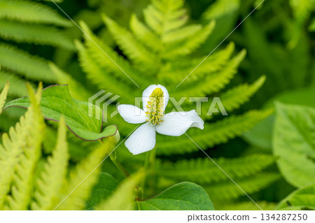 Early summer sunshine and Houttuynia cordata flowers Early summer sunshine and Houttuynia cordata flowers 134287250