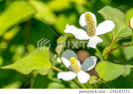 Early summer sunshine and Houttuynia cordata flowers 134287251