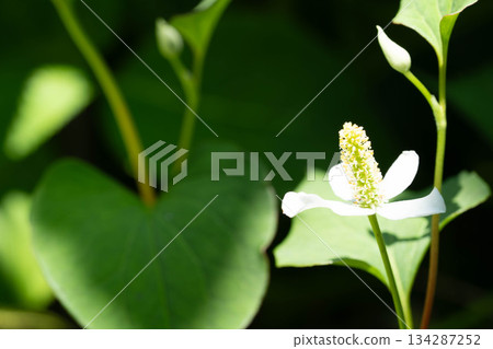 初夏的陽光和魚腥草花 初夏的陽光和魚腥草花 134287252