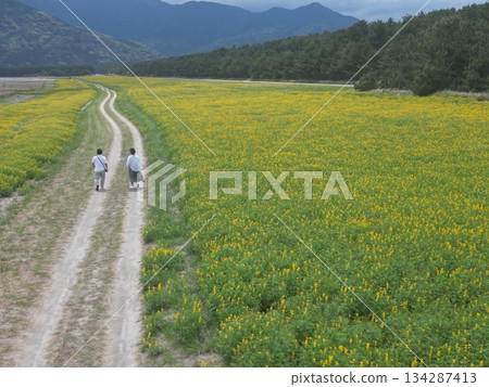 Aerial view of a couple walking through a lupine flower field along Kashiwara Coast Aerial view of a couple walking through a lupine flower field along Kashiwara Coast 134287413