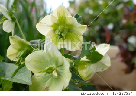 Creamy Christmas rose Creamy Christmas rose 134287554
