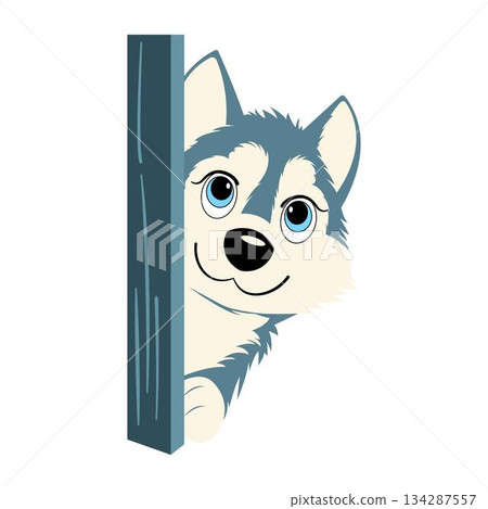 Cute husky dog looking out from behind a wooden sign. 134287557