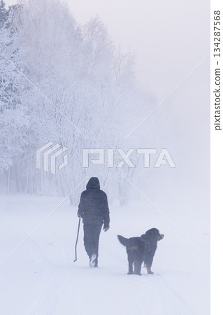 Person walks with dog in snowy landscape during overcast weather in winter season. High quality photo. Person walks with dog in snowy landscape during overcast weather in winter season. High quality photo. 134287568