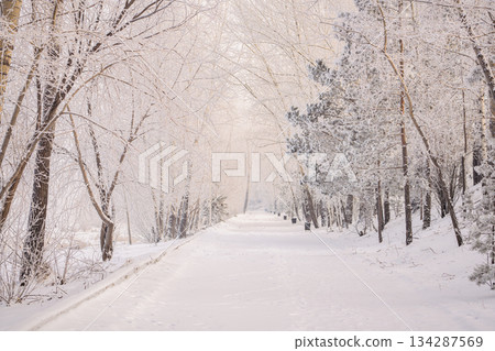 A snow-covered winter public park is a walking road stretching into the distance, a beautiful winter calm background for post-Christmas stories about healthy recreation and walks in the woods. High 134287569