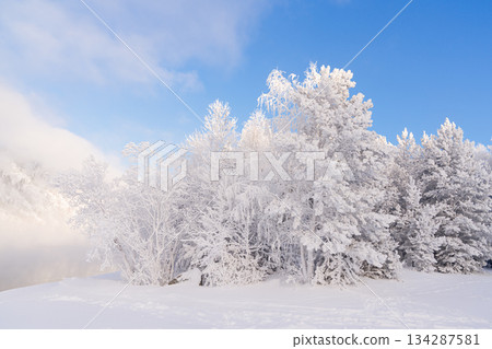 Winter fairy forest scene on a New Year's morning in a magical landscape with white trees and blue sky during January and February. High quality photo 134287581