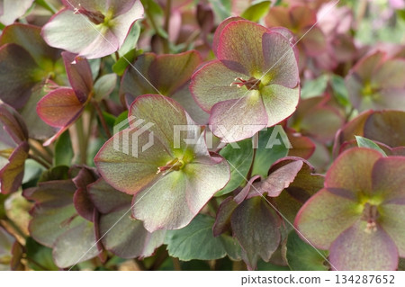 聖誕玫瑰，冰玫瑰 134287652