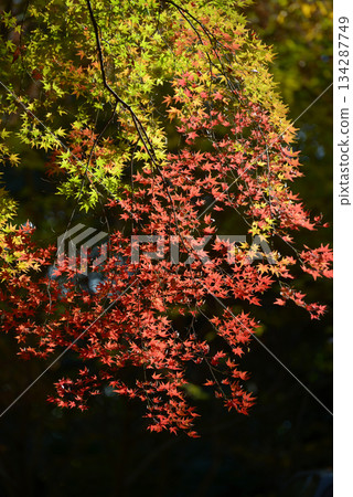 Autumn leaves of Shimogamo Shrine grounds Sakyo Ward, Kyoto City Autumn leaves of Shimogamo Shrine grounds Sakyo Ward, Kyoto City 134287749