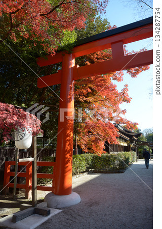 Shimogamo Shrine in autumn: West torii gate and autumn leaves, Sakyo Ward, Kyoto City Shimogamo Shrine in autumn: West torii gate and autumn leaves, Sakyo Ward, Kyoto City 134287754