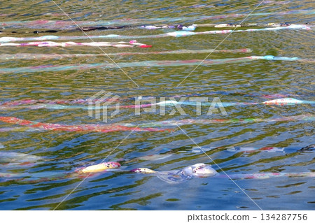 夏日京都友禪流鴨川 134287756