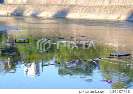 夏日京都友禪流鴨川 134287758