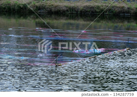 夏日京都友禪流鴨川 134287759