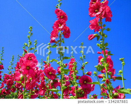 Hollyhocks and blue sky landscape 134287881