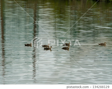 A flock of ducks swimming in the river A flock of ducks swimming in the river 134288129