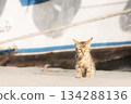 Cat at the ferry terminal in Istanbul, Turkey 134288136