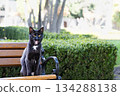 Black cat in Topkapi Palace, Istanbul, Turkey 134288138