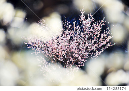 晨曦中,梅花閃耀,前景朦朧,構成一幅夢幻般的春日景象。 晨曦中,梅花閃耀,前景朦朧,構成一幅夢幻般的春日景象。 134288174