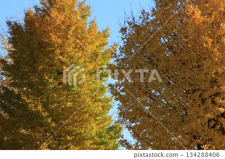 Ginkgo tree with yellow leaves against the blue sky Ginkgo tree with yellow leaves against the blue sky 134288406