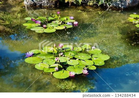 漂浮在池塘的蓮花 漂浮在池塘的蓮花 134288434