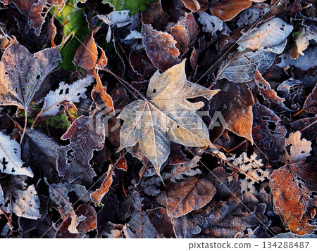 Frost Frost 134288487