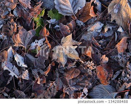 Fallen leaves Fallen leaves 134288488