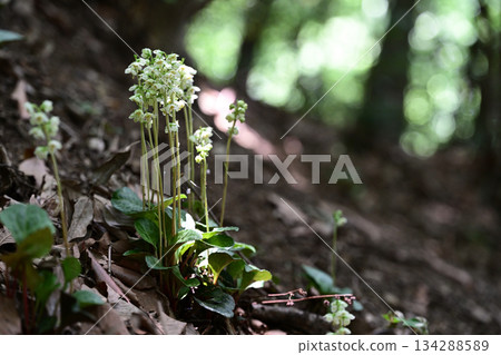 A cluster of Japanese knotweed (a medicinal herb) A cluster of Japanese knotweed (a medicinal herb) 134288589