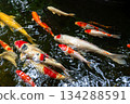 Colorful koi fish swimming peacefully in a Japanese garden pond 134288591
